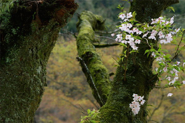 深山の桜