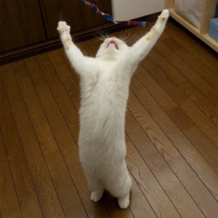 みんな！！　オラに～！