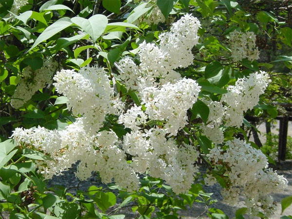 白いライラック