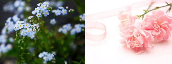 カーネーションと忘れな草